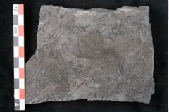 Foto (Detailansicht) von Calamites communis Ettingshausen (NHMW-GEO-2024-0188-10981)